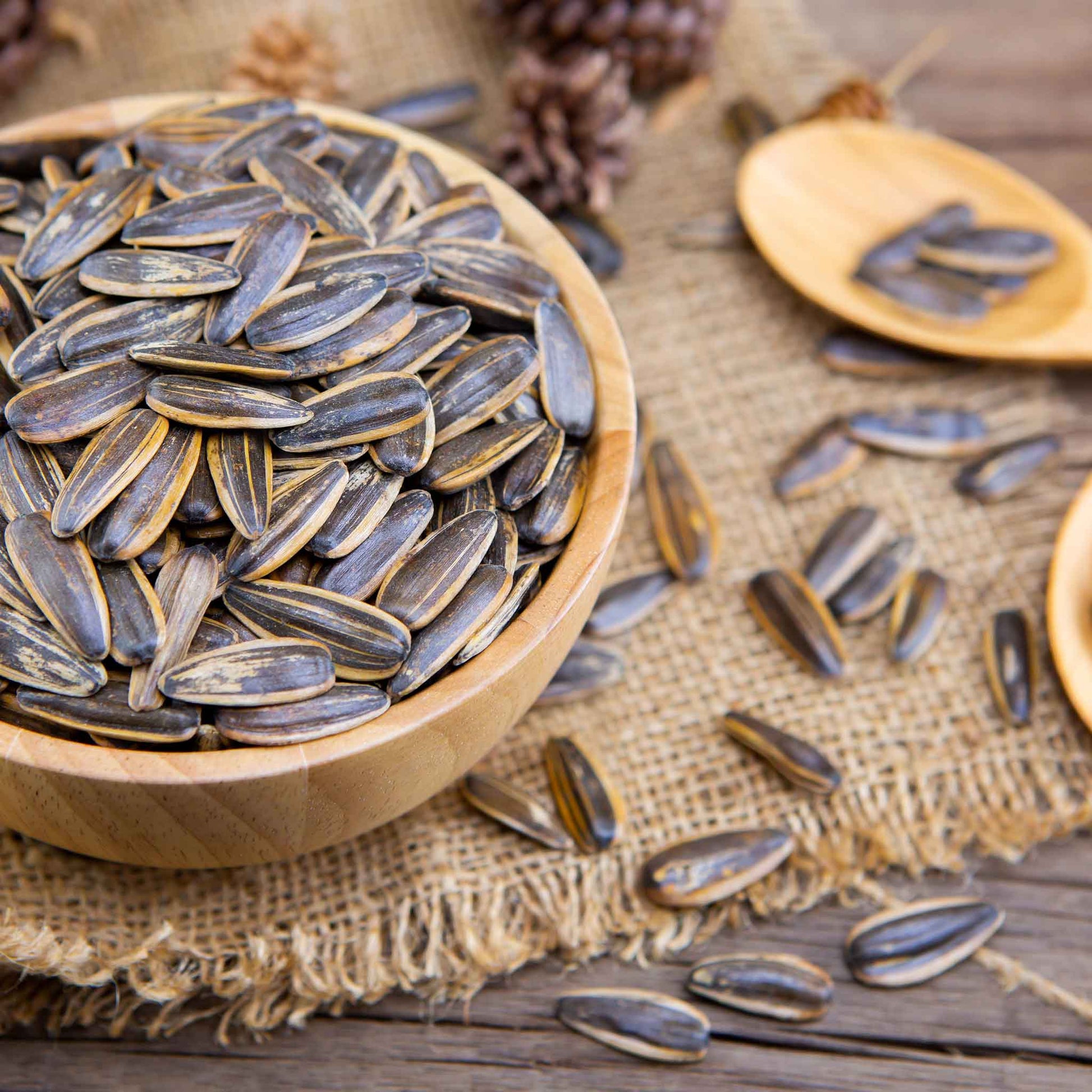 Large mature mammoth grey stripe sunflower filled with seeds on a bowl backdrop