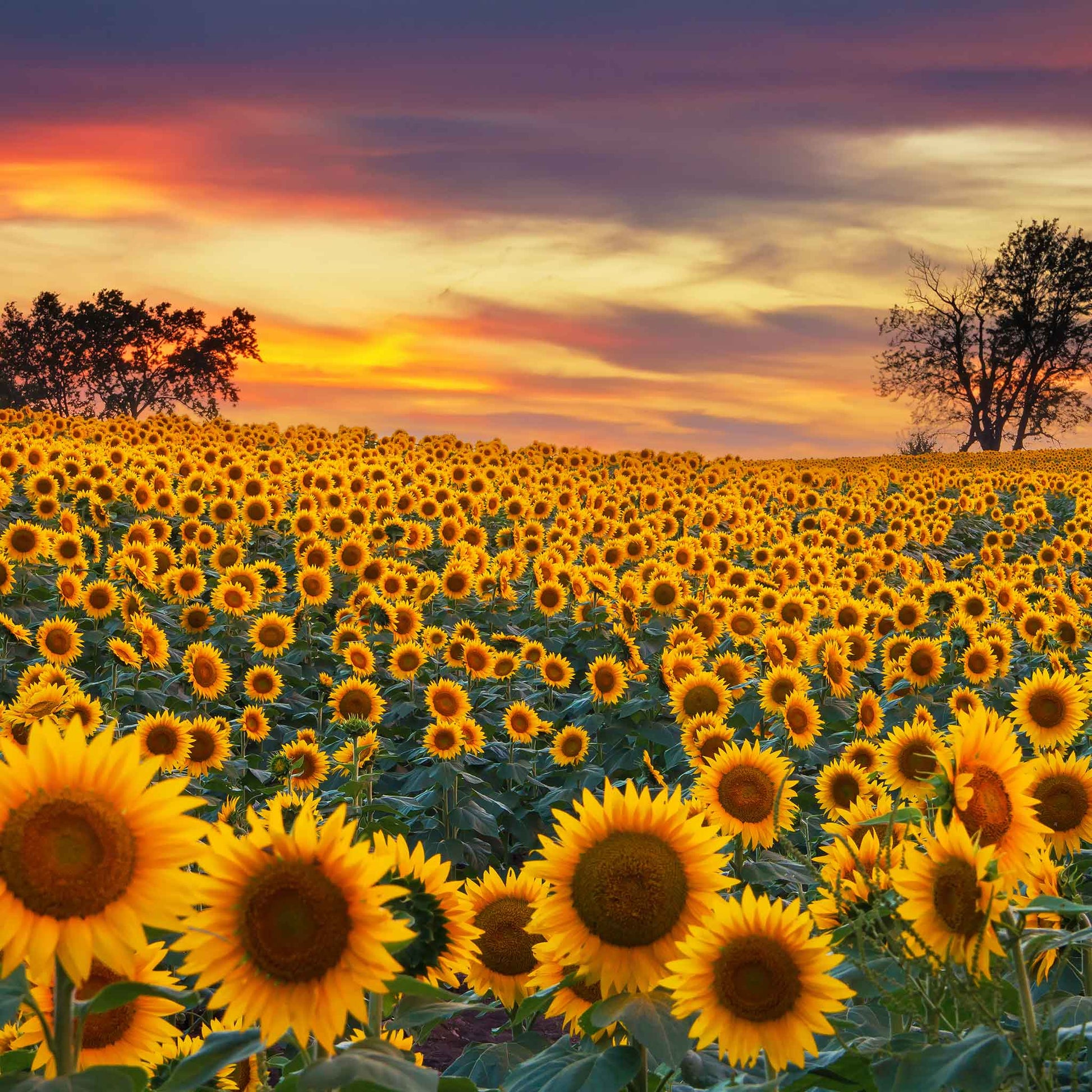 Large sunflower head with grey-striped mammoth seeds against a sunset sky backdrop