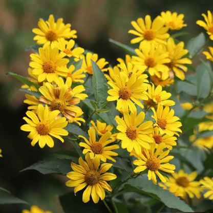 Cluster of small yellow ox eye sunflowers with dark centers on a green garden backdrop