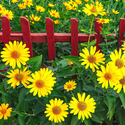Ox eye sunflower bloom with bright yellow petals and dark center on a natural backdrop