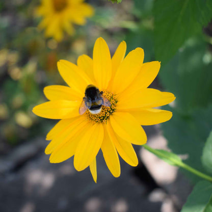 Bright yellow ox eye sunflower with dark center on a green natural garden backdrop