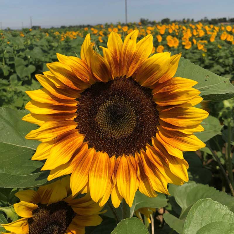Procut bicolor sunflower with yellow petals tipped in reddish-orange outdoors