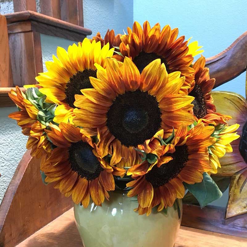 Procut bicolor sunflower with bi-color petals on a bright natural outdoor backdrop