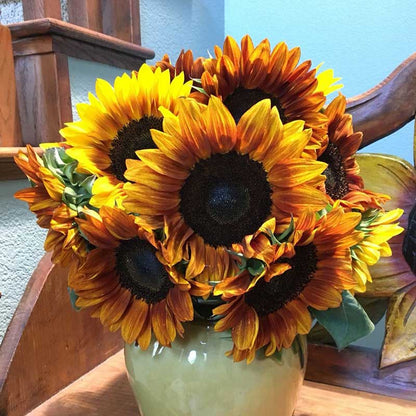 Procut bicolor sunflower with bi-color petals on a bright natural outdoor backdrop