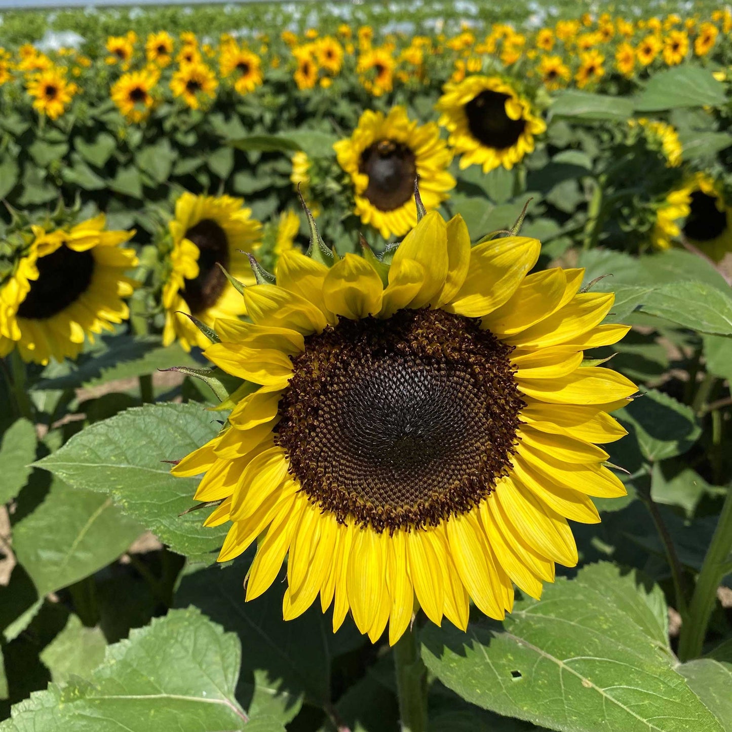 Vibrant procut brilliance sunflower with yellow petals and dark center outdoors