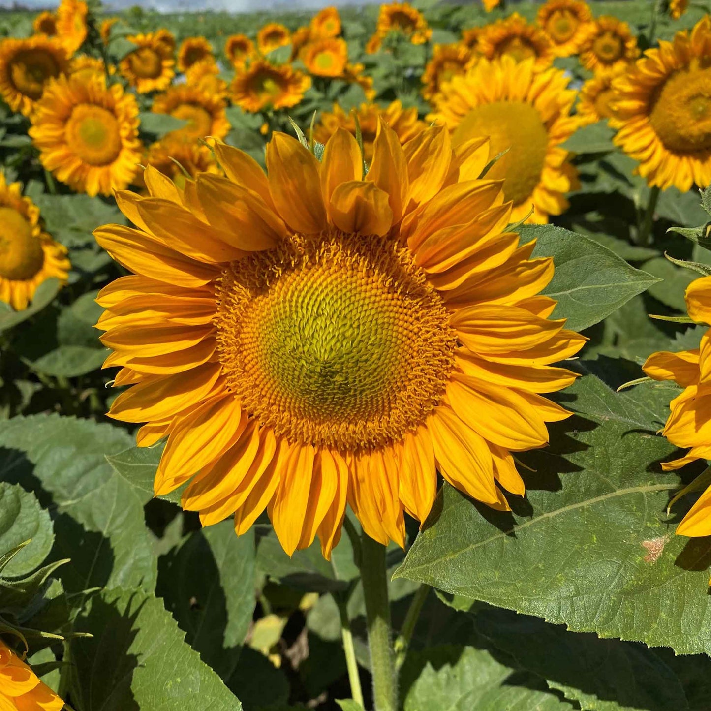 Bright vibrant procut gold lite sunflower with golden petals on a green backdrop