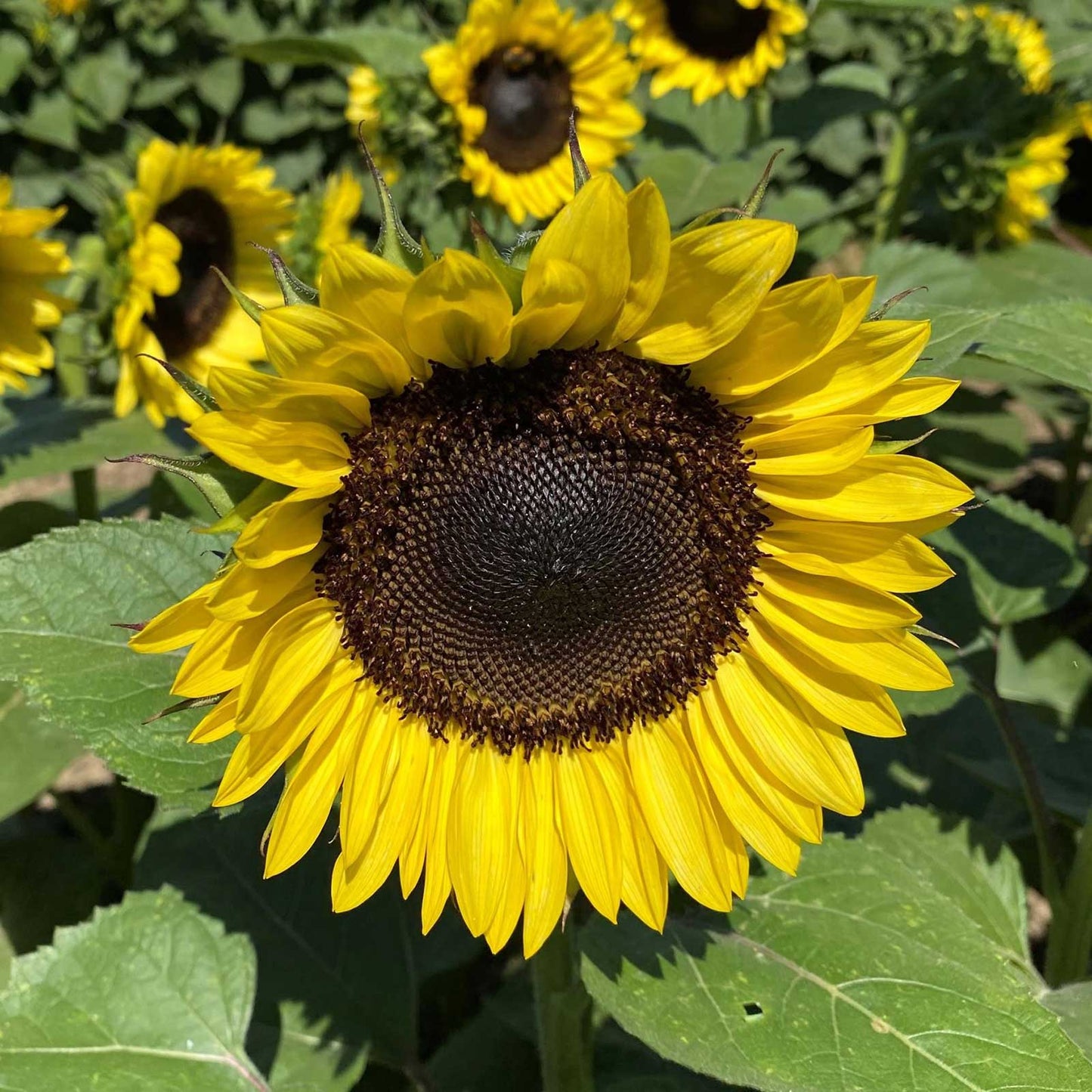 Bright yellow procut lemon sunflower bloom on a natural green garden backdrop
