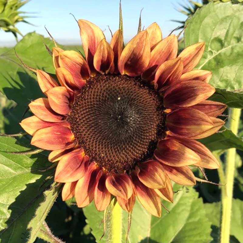 Procut plum sunflower with deep plum-colored petals and dark center on a garden backdrop