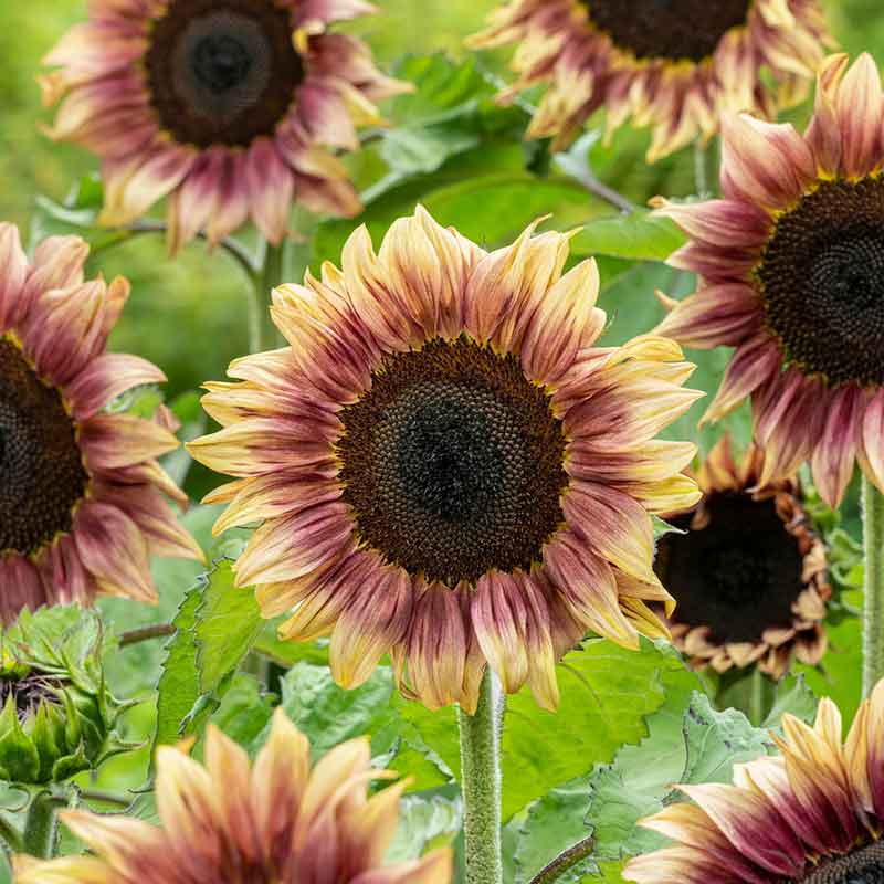 Procut plum sunflower with deep reddish-plum petals fading to yellow on green backdrop | copyright: Floramedia UK Ltd