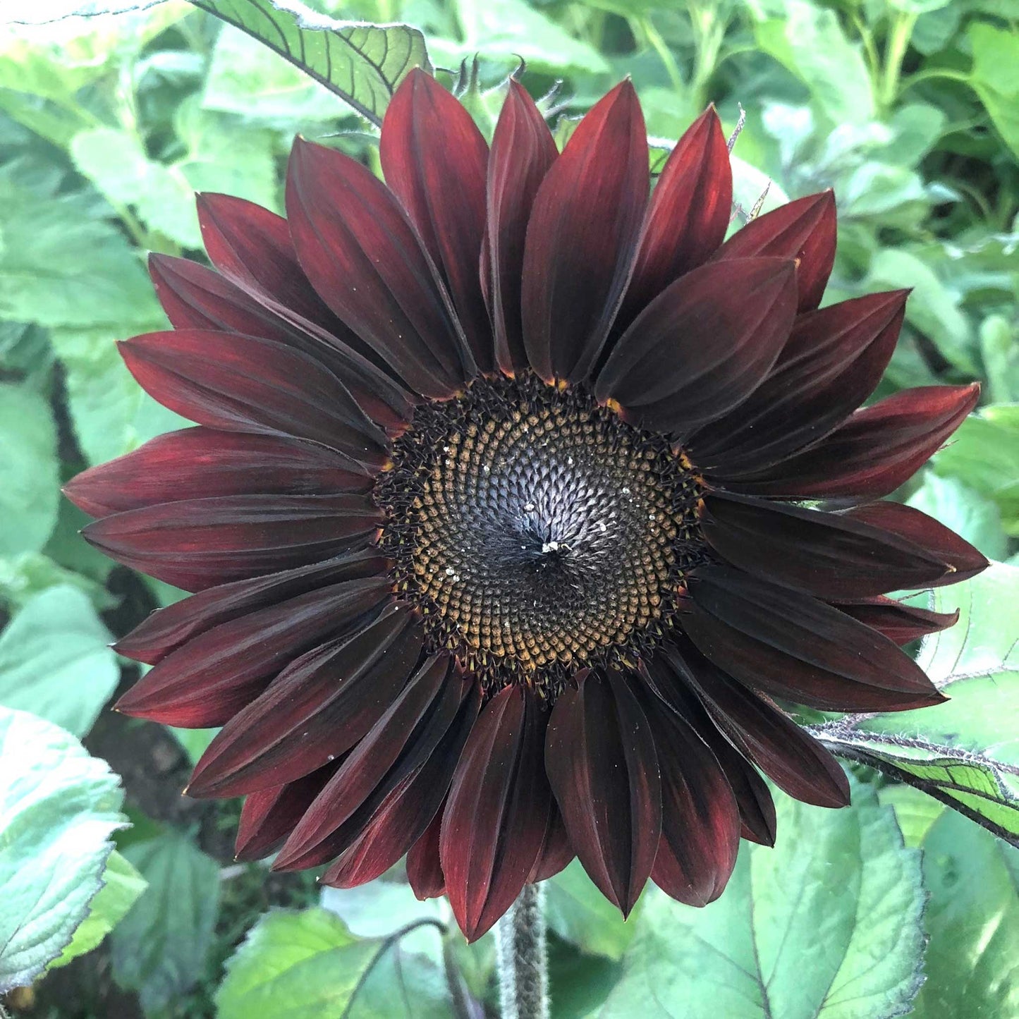 Vivid red procut red sunflower shown up close on a natural green garden backdrop