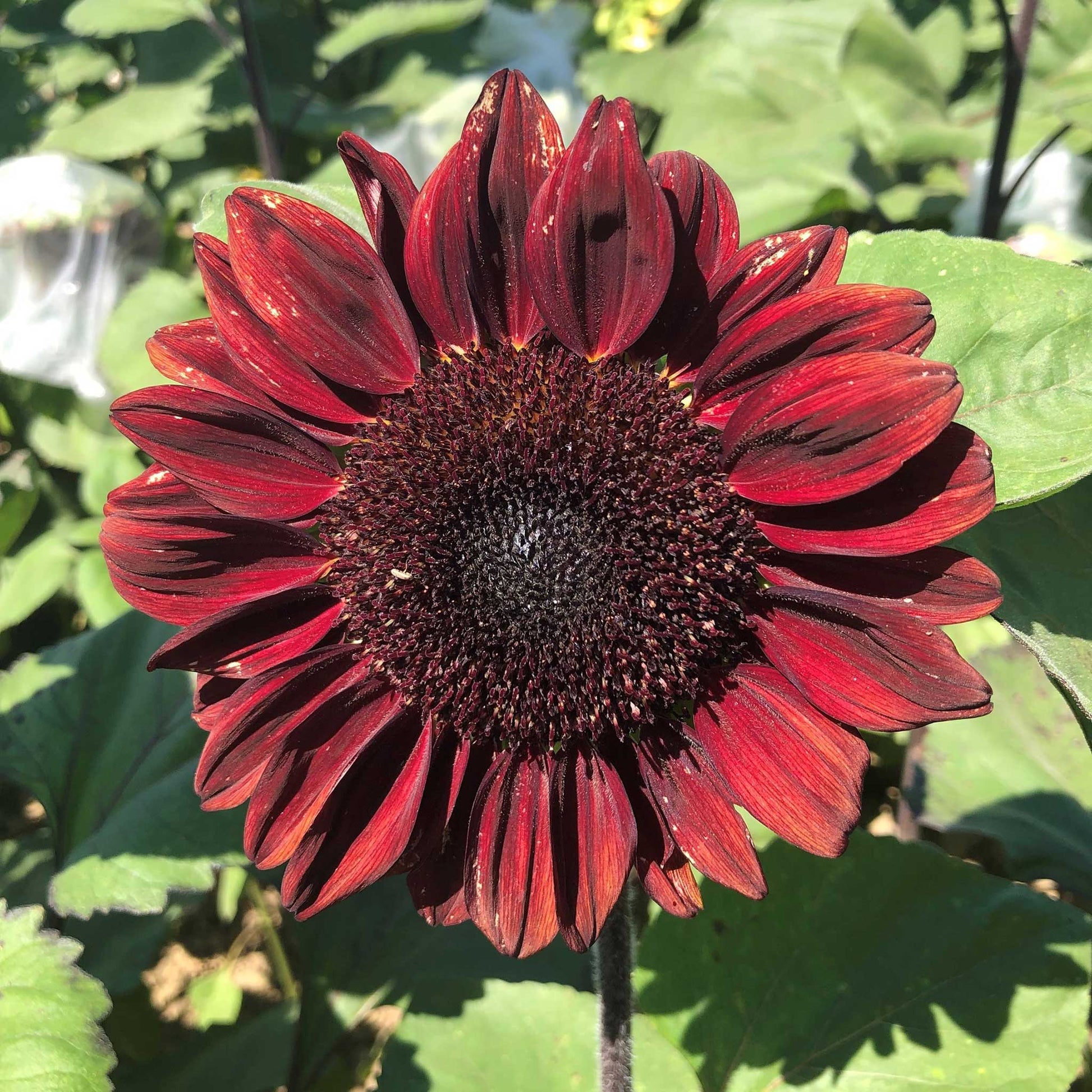 Procut red sunflower bloom with vibrant red-orange petals on a green outdoor backdrop