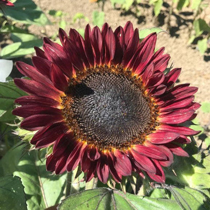Vivid procut red sunflower with dark center and robust red petals on a garden backdrop