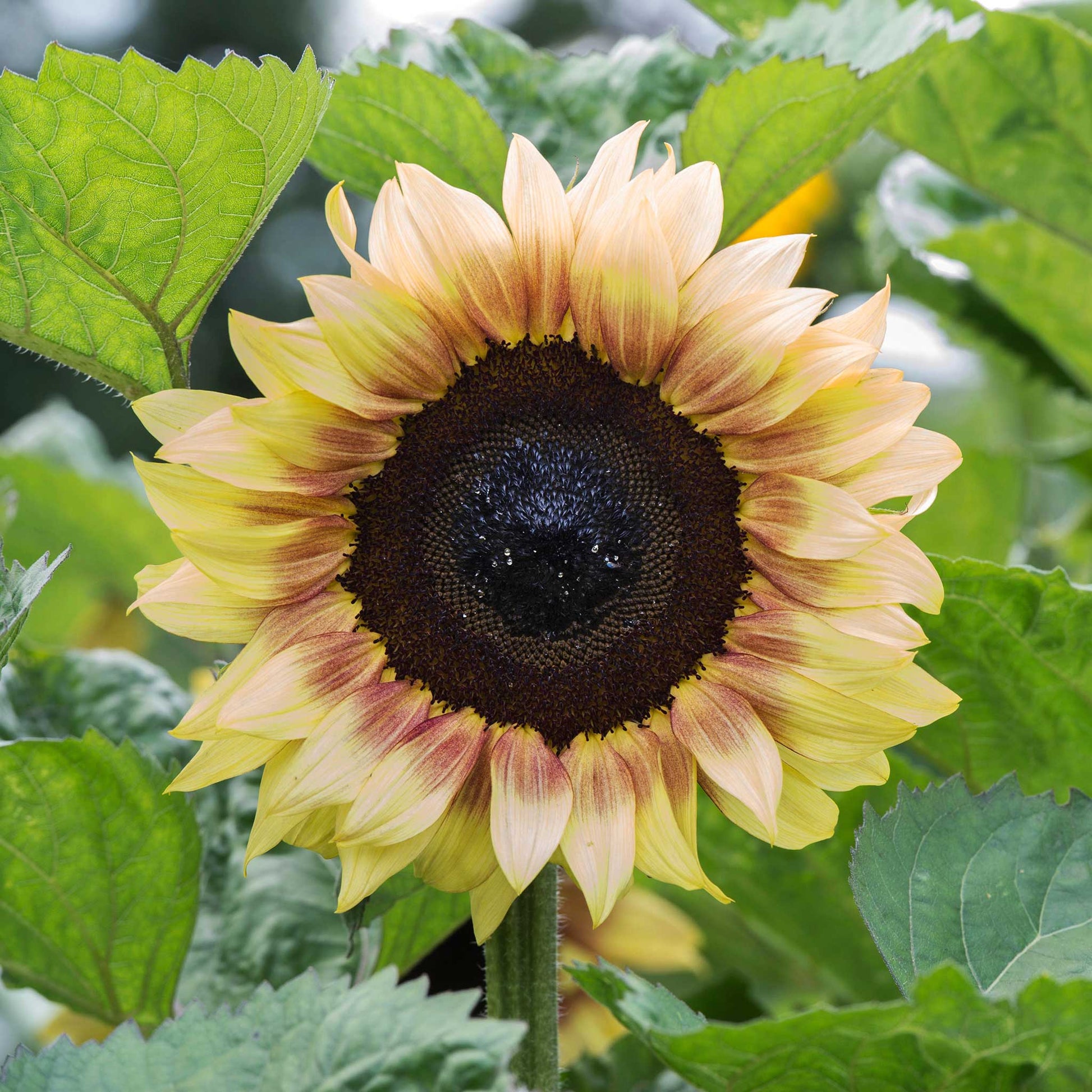 Procut red lemon bicolor sunflower with red and yellow petals on a green backdrop