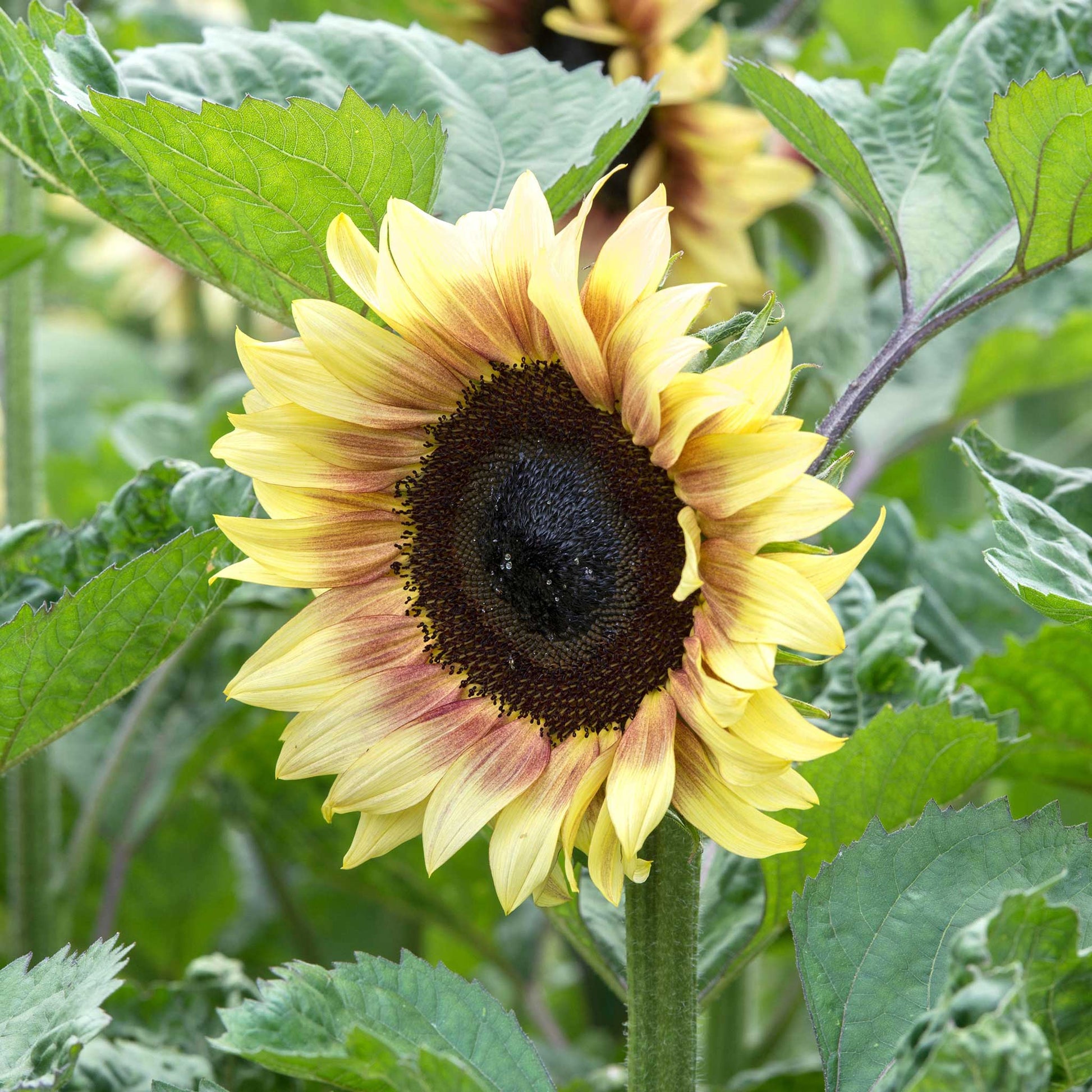 Procut red lemon bicolor sunflower on a natural outdoor garden backdrop