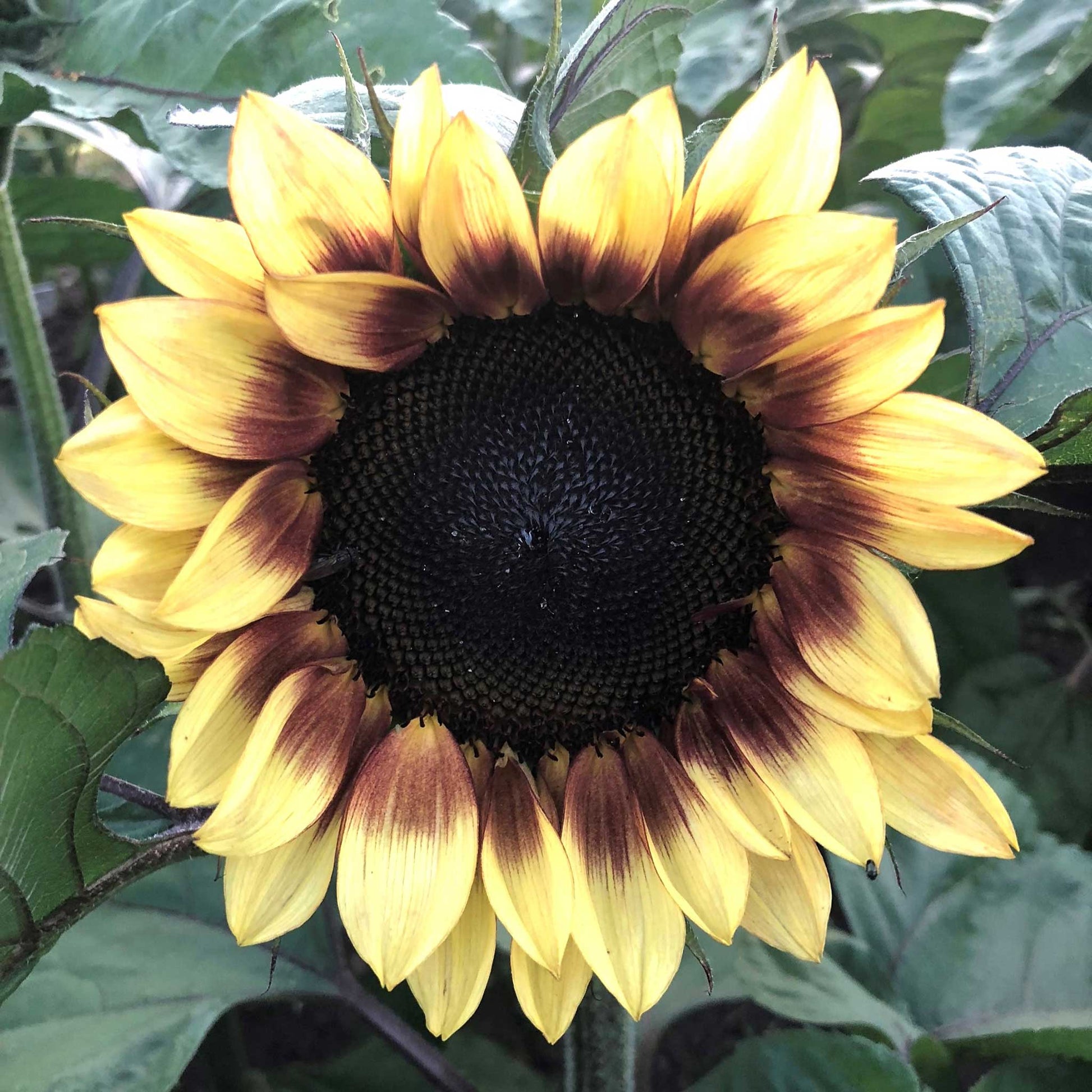 Procut red lemon bicolor sunflower with red and yellow petals on a natural backdrop