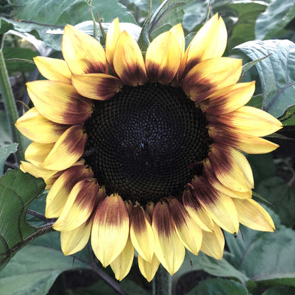 Procut red lemon bicolor sunflower with red and yellow petals on a natural backdrop