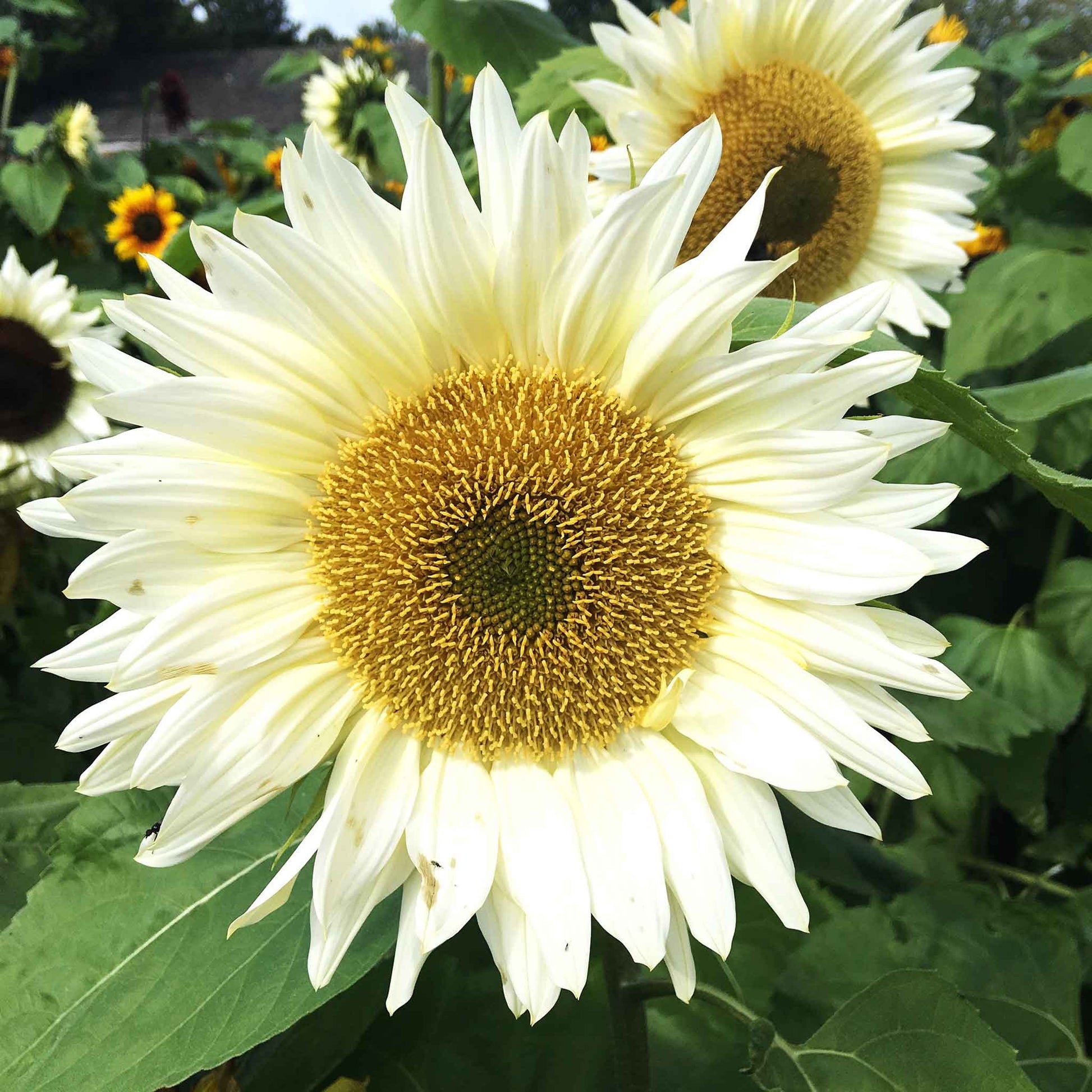 Procut white lite sunflower with creamy white petals and dark center on a garden backdrop