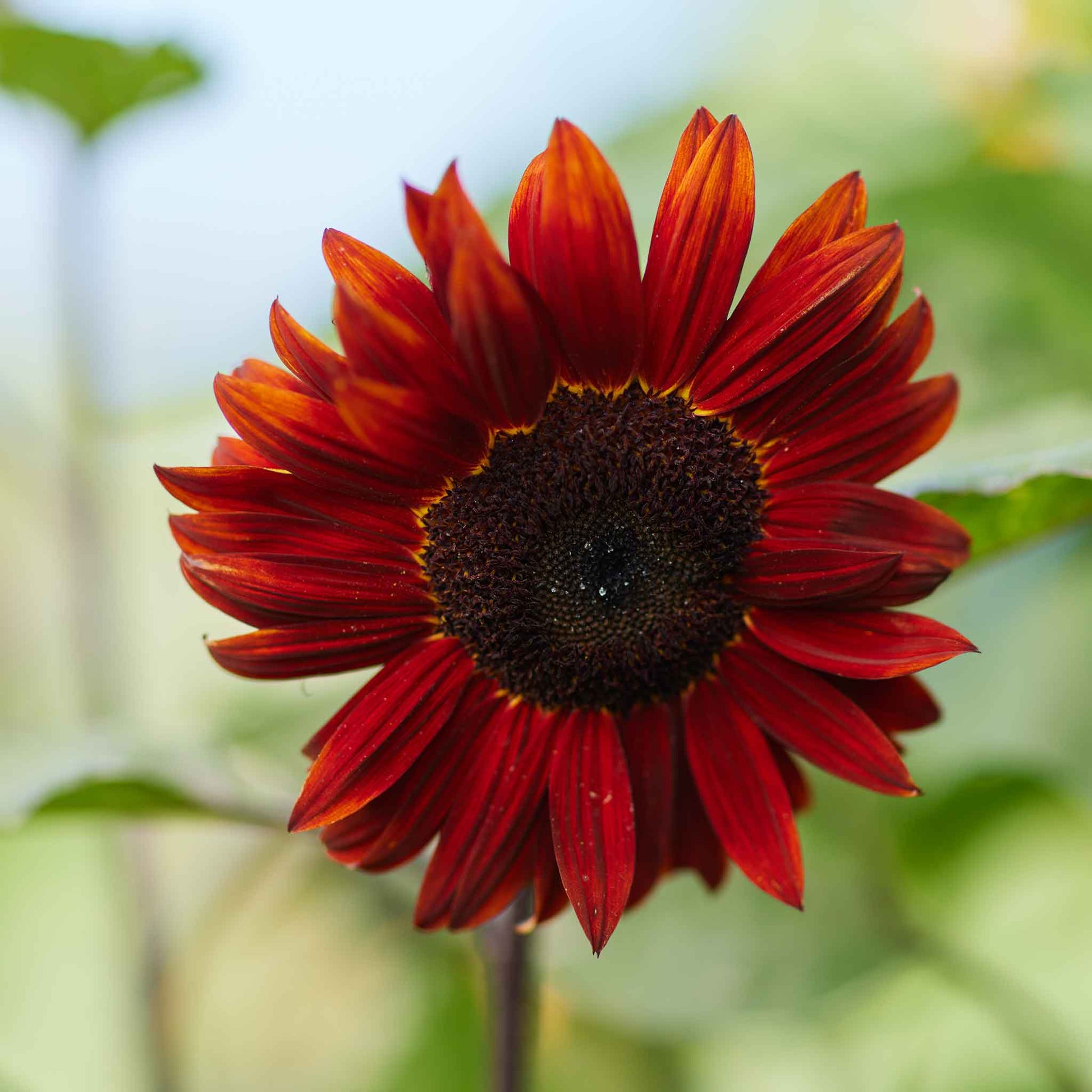 Red sun sunflower with red petals fading to orange tips on a green outdoor backdrop