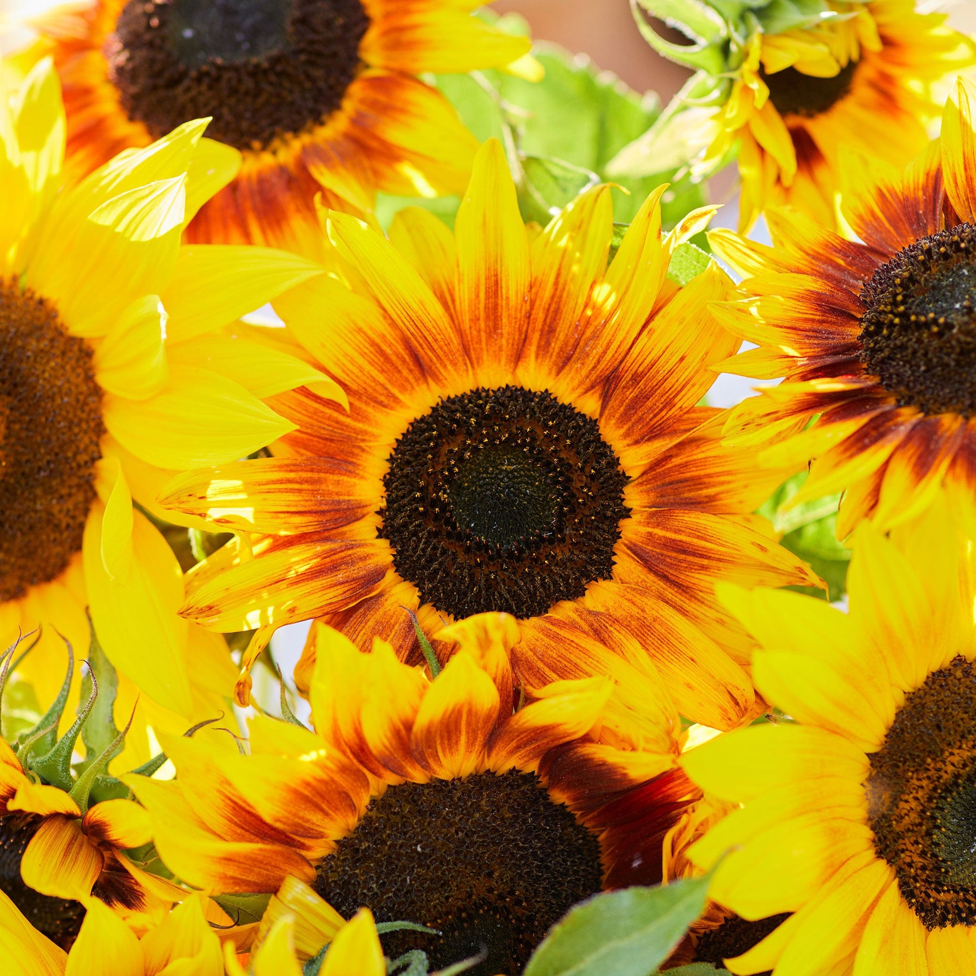 Ring of fire sunflower with fiery red and orange petals and dark center outdoors