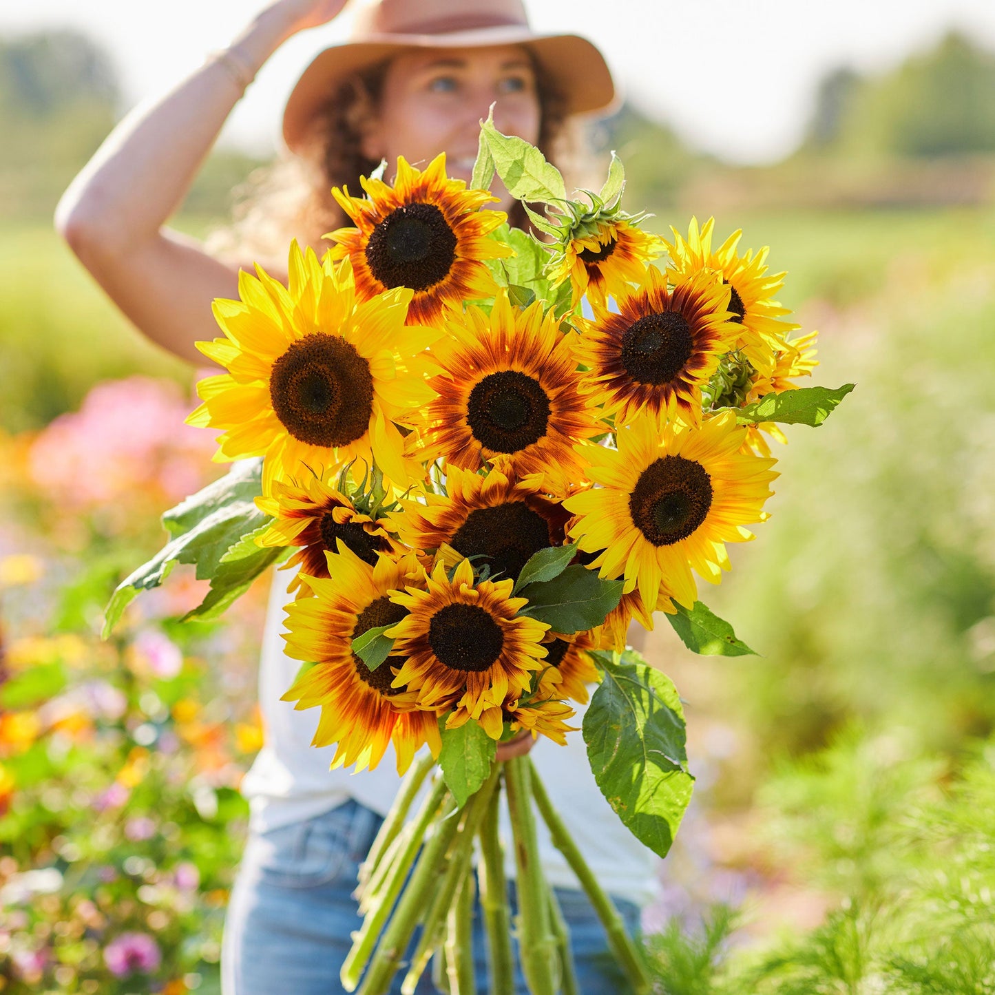 Ring of fire sunflower with bicolor orange-red to yellow petals on a light outdoor backdrop