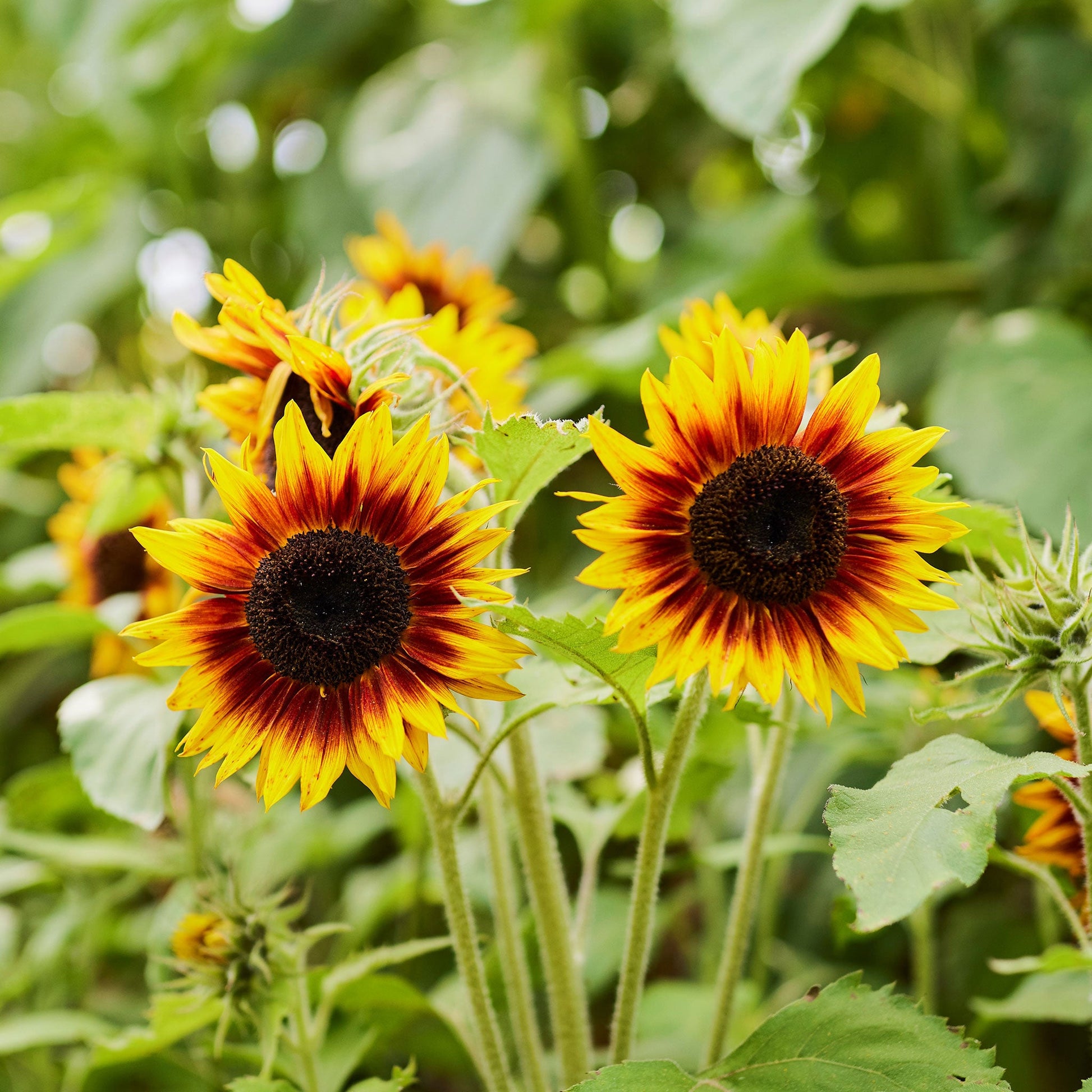 Vibrant ring of fire sunflower with red and yellow petals on a natural garden backdrop