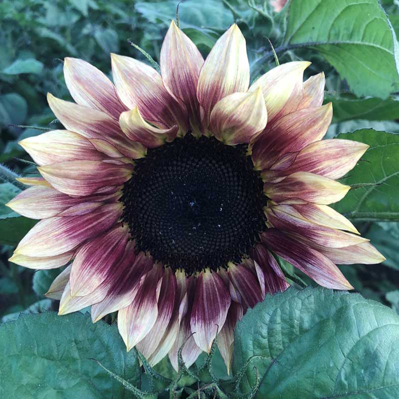 Ruby eclipse sunflower with deep ruby red petals on a light natural backdrop
