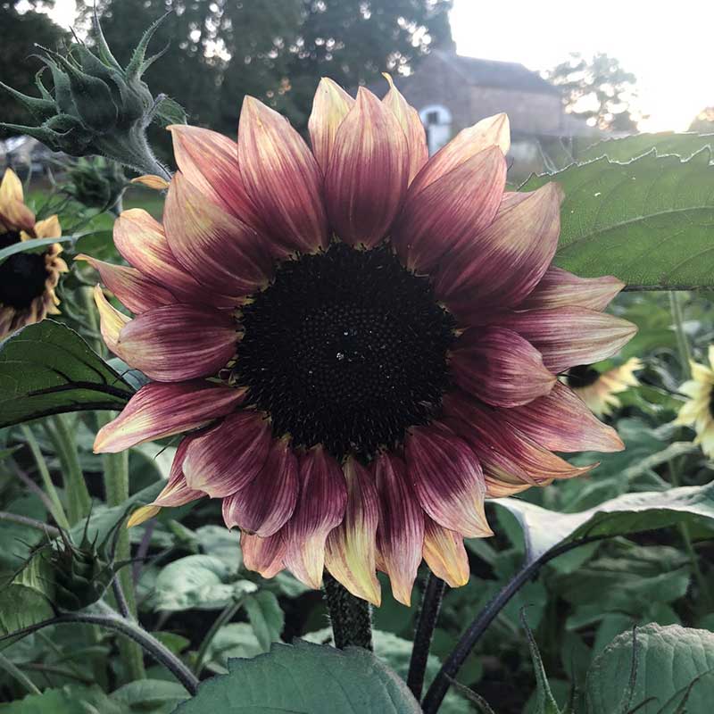 Ruby eclipse sunflower with striking red and yellow tones on a natural backdrop
