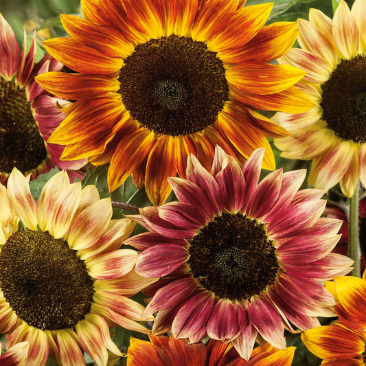 Santa fe sunset f1 sunflower with dark center and yellow-orange petals on a garden backdrop