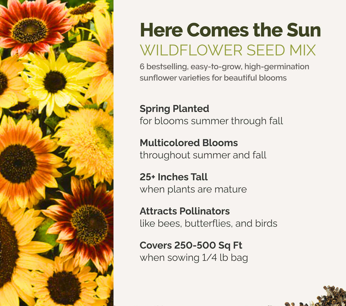 A visual overview of the wildflower seed mix, showcasing expected floral blooms.