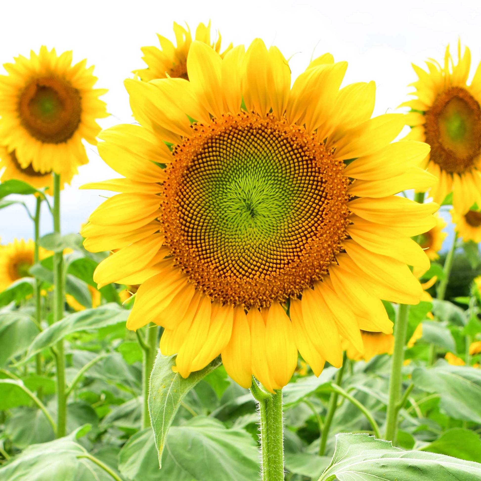 Black oil sunflower seeds in a container on a bright yellow sunflower backdrop