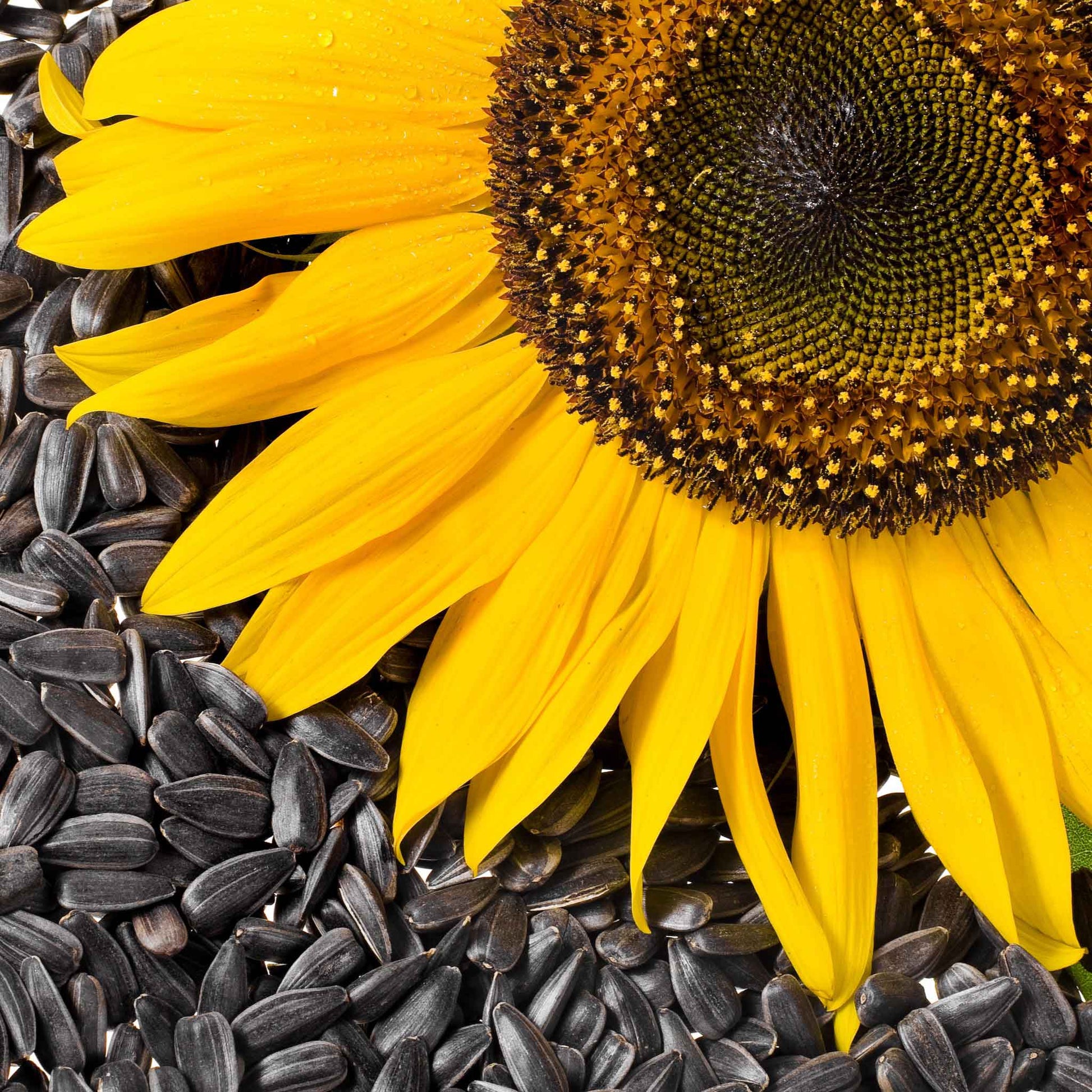 Dark black oil sunflower seeds labeled for microgreen use on a white backdrop