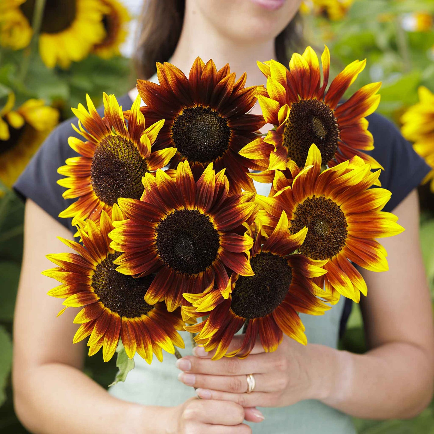 Dark brown and yellow shock-o-lat sunflower head on a natural garden backdrop