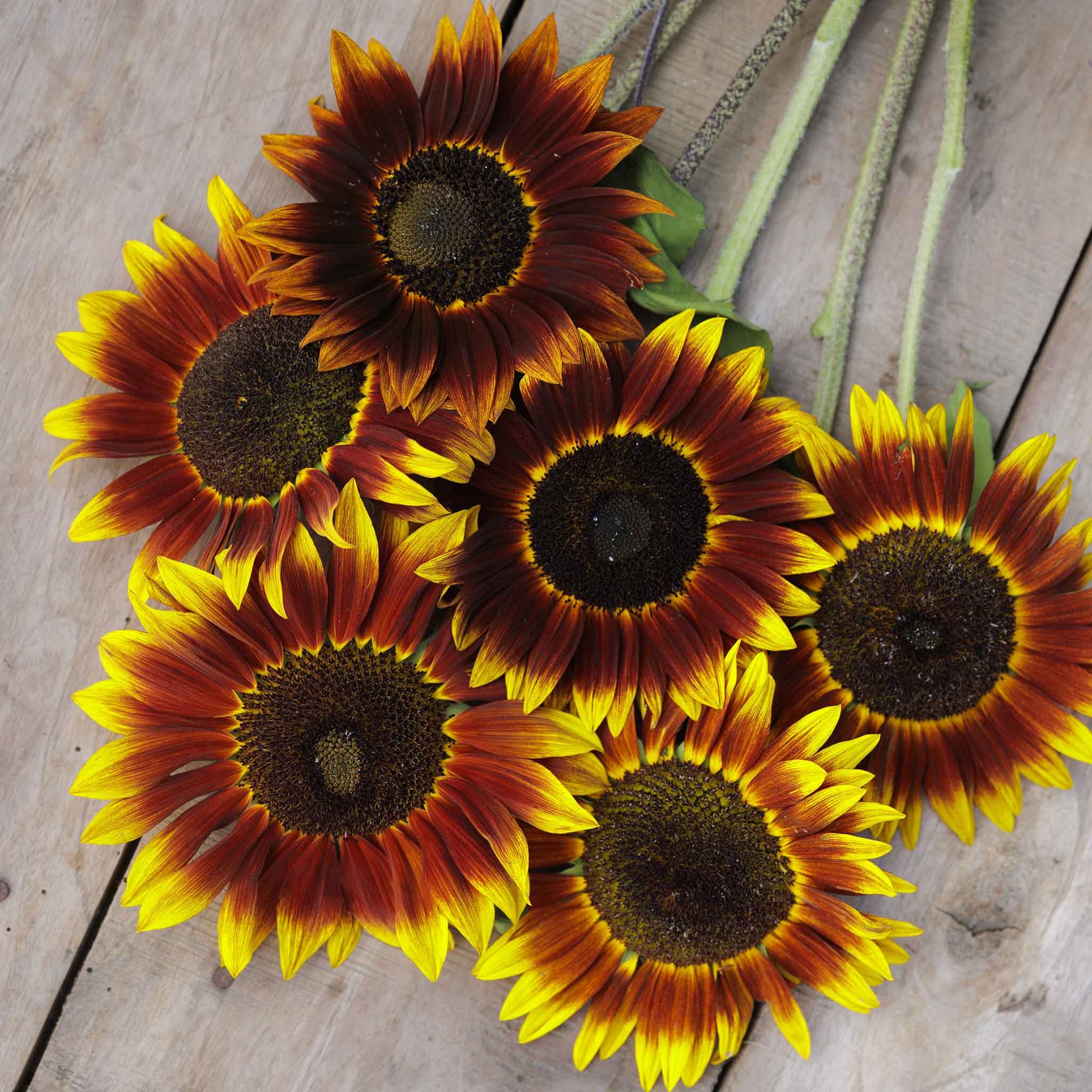 Deep reddish-brown shock-o-lat sunflower on a natural garden backdrop