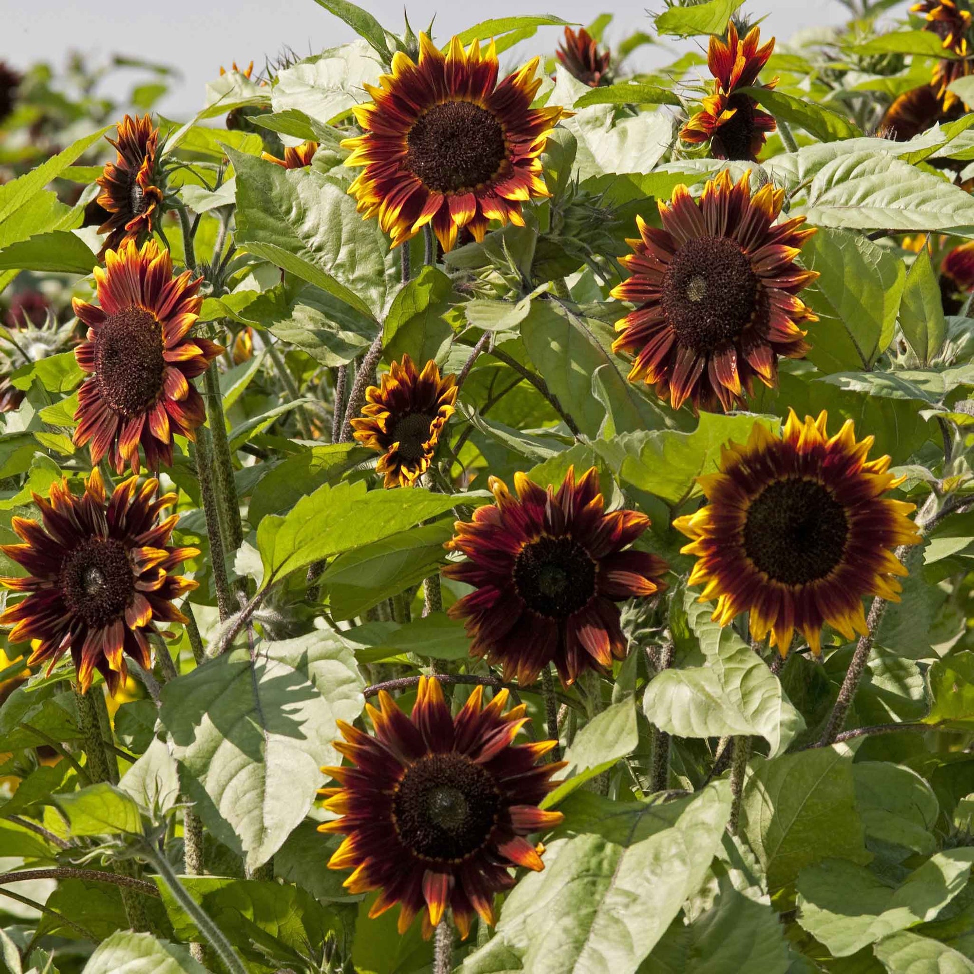 Shock-o-lat sunflower with bronze-red petals and yellow tips on a green backdrop