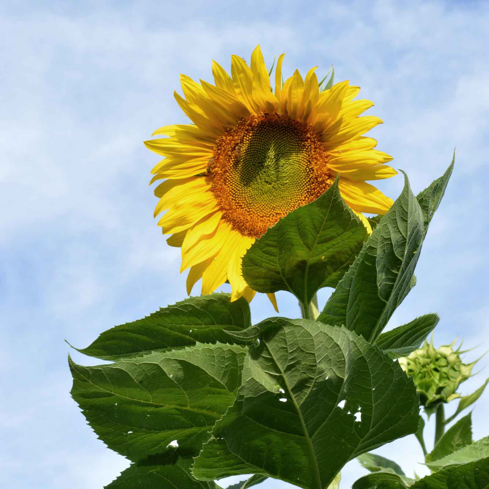 Very tall skyscraper sunflower with large yellow bloom against a blue sky backdrop