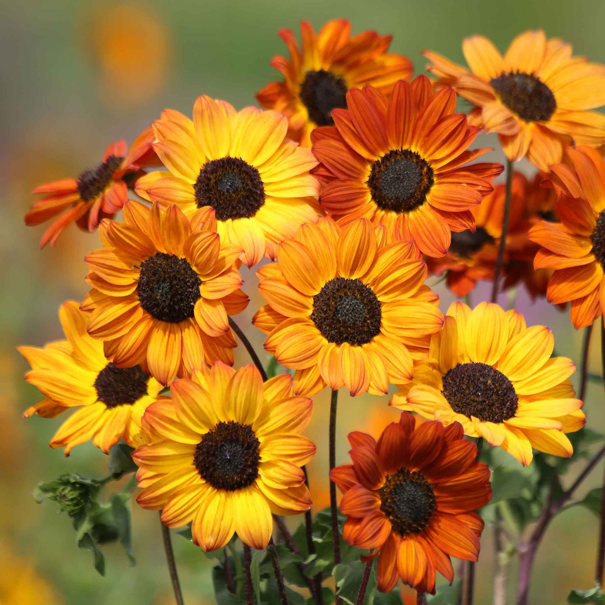 Soluna bronze sunflower with warm orange tones on a natural garden backdrop