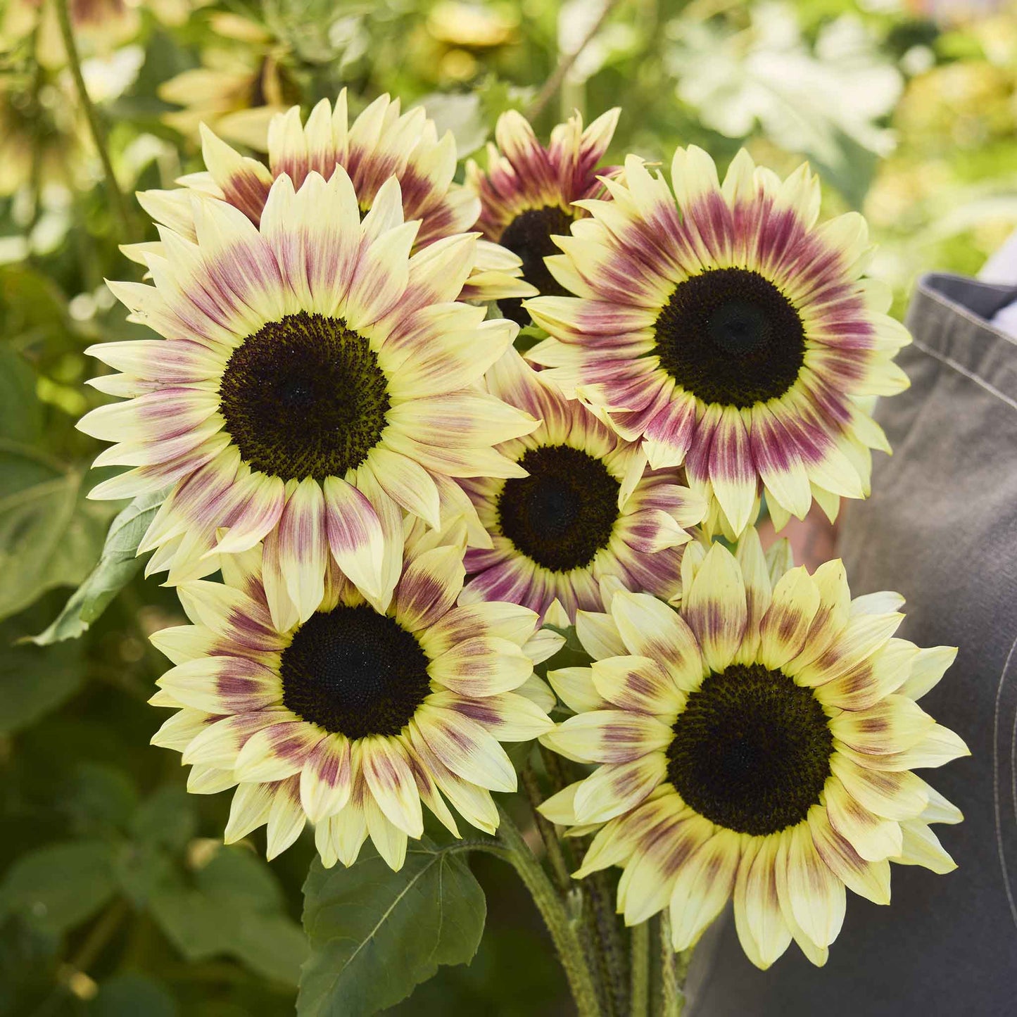 Vibrant multi-petaled summer lovin f1 sunflower in yellow orange and red outdoors