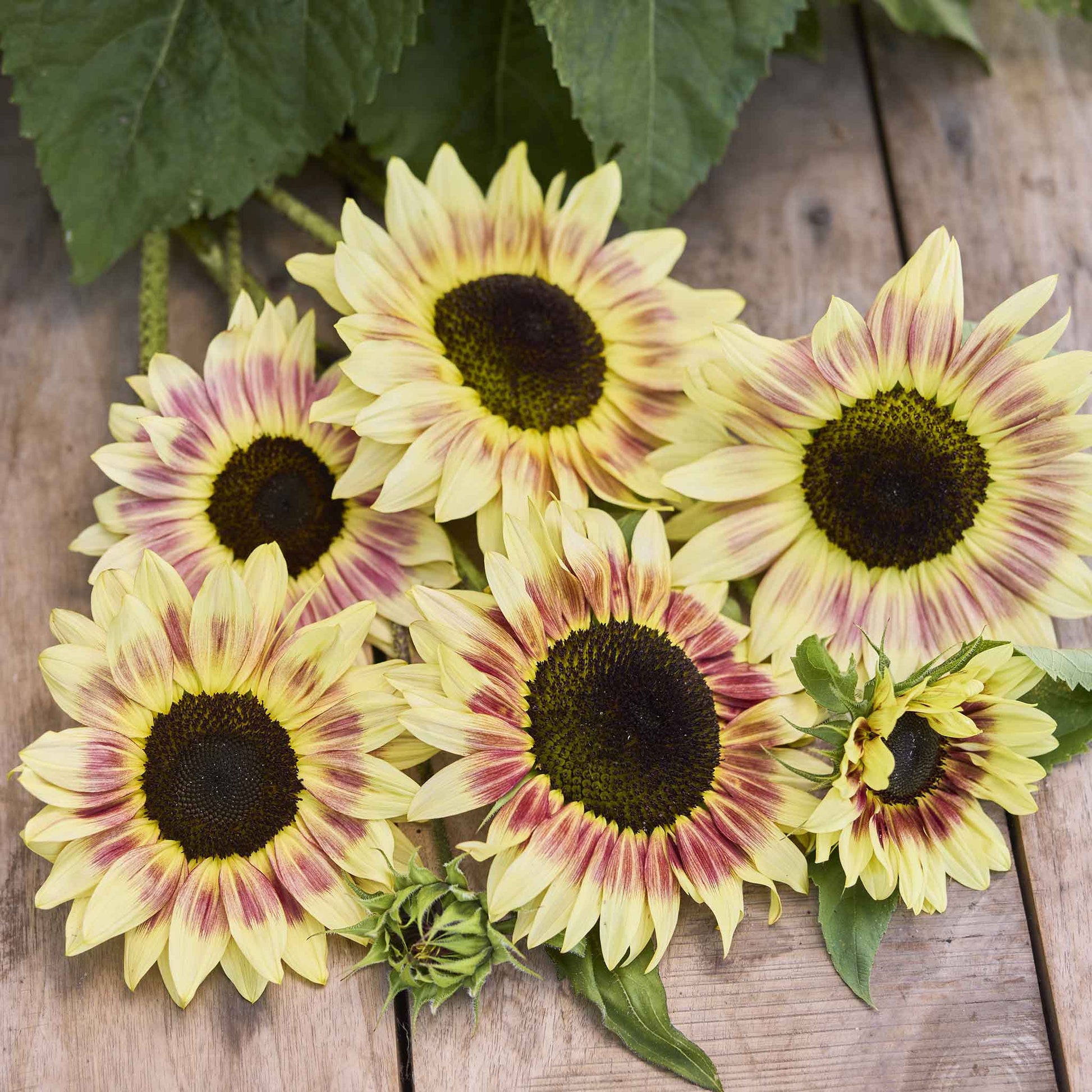 Vibrant multi-colored summer lovin f1 sunflower mix on a natural outdoor backdrop