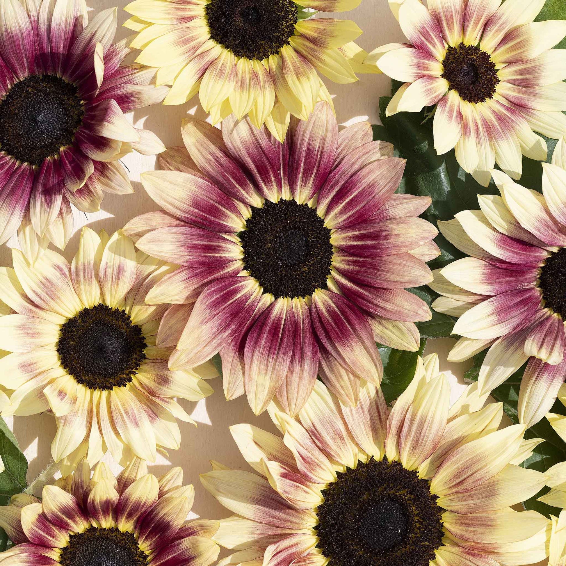 Summer lovin f1 sunflower showing vibrant yellow and orange petals outdoors