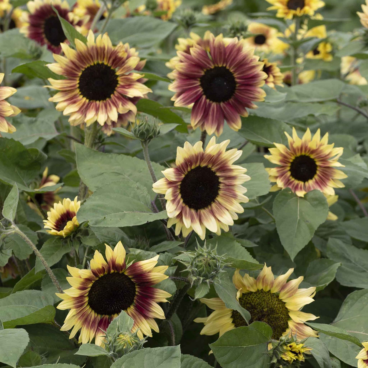 Vibrant summer lovin f1 sunflower in bloom on a natural green garden backdrop