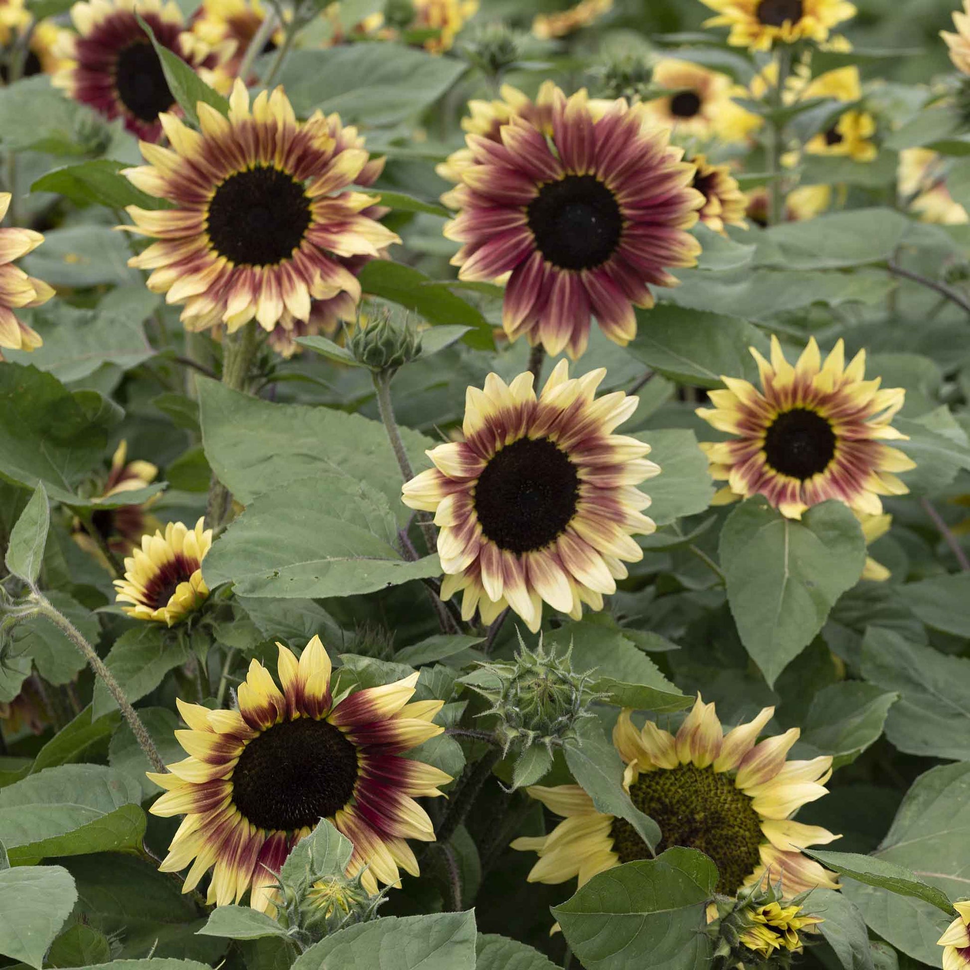 Vibrant summer lovin f1 sunflower in bloom on a natural green garden backdrop