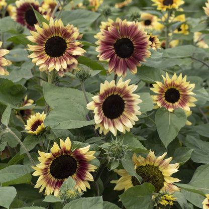 Vibrant summer lovin f1 sunflower in bloom on a natural green garden backdrop