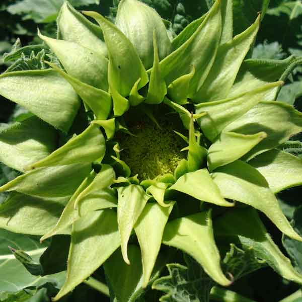Sunfill green sunflower with bright green petals around a central disk outdoors
