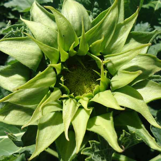 Sunfill green sunflower with bright green petals around a central disk outdoors