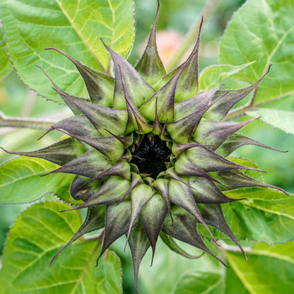Sunfill purple sunflower with dark center and rich purple petals on a green backdrop