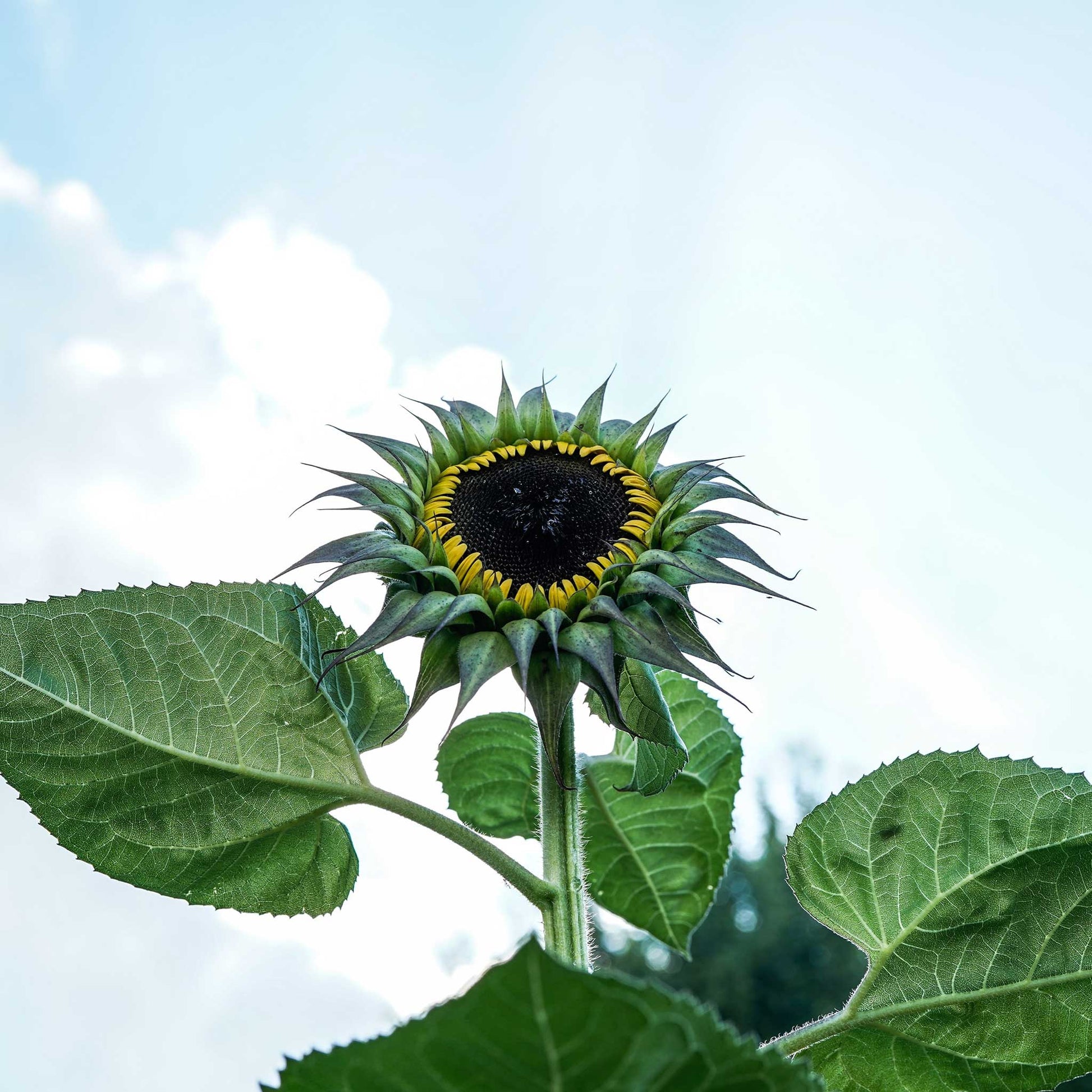 Sunfill purple sunflower plant growing tall on a natural light green backdrop