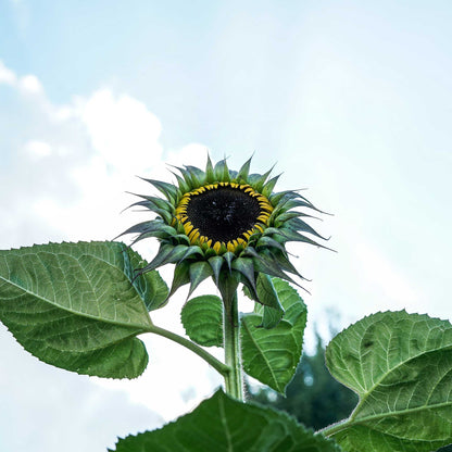 Sunfill purple sunflower plant growing tall on a natural light green backdrop