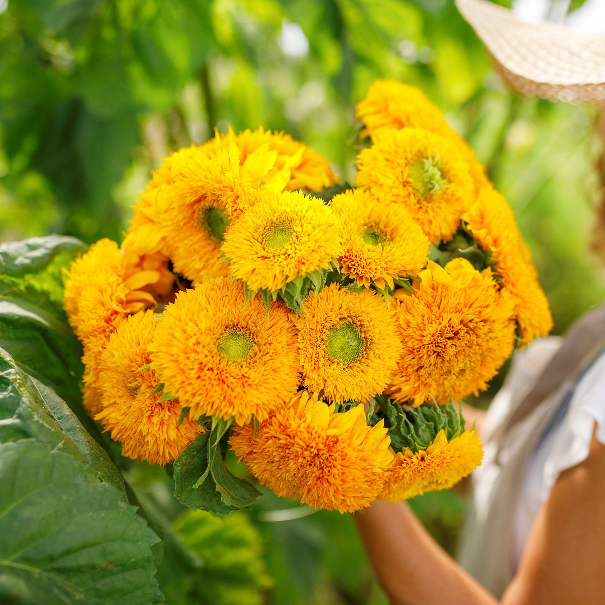 Bright fluffy double-flowered yellow sungold dwarf sunflower on a natural green backdrop