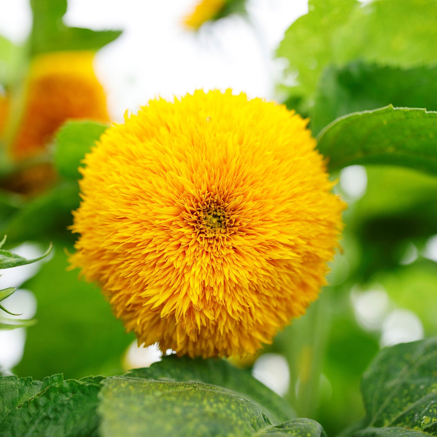 Vibrant double-flowered sungold dwarf sunflower showing fluffy yellow petals outdoors