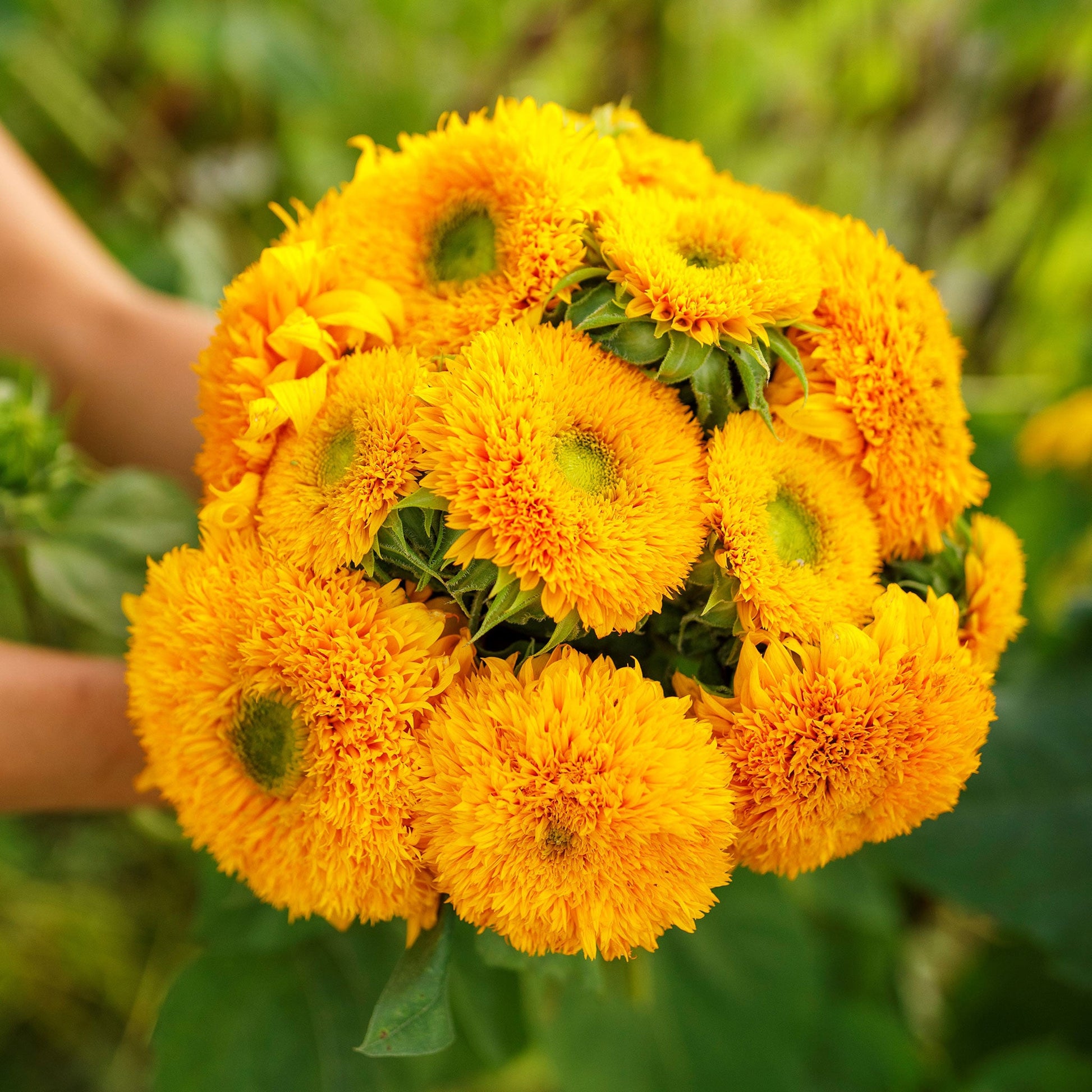 Double-petaled bright yellow sungold dwarf with fluffy pom-pom look on a green backdrop